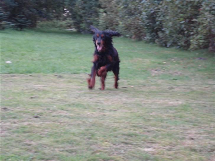 Gordon setter HØJTOFTE'S I Clyde*R.I.P* billede 2