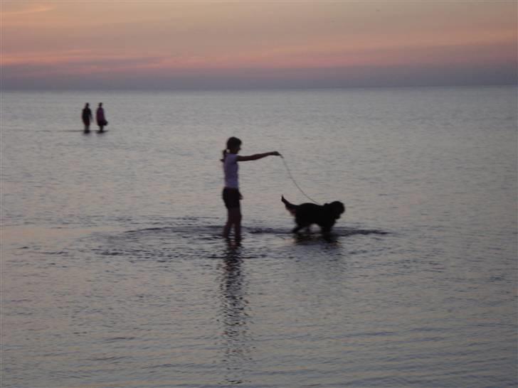 Gordon setter HØJTOFTE'S I Clyde*R.I.P* billede 3