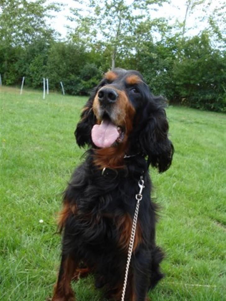 Gordon setter HØJTOFTE'S I Clyde*R.I.P* billede 4