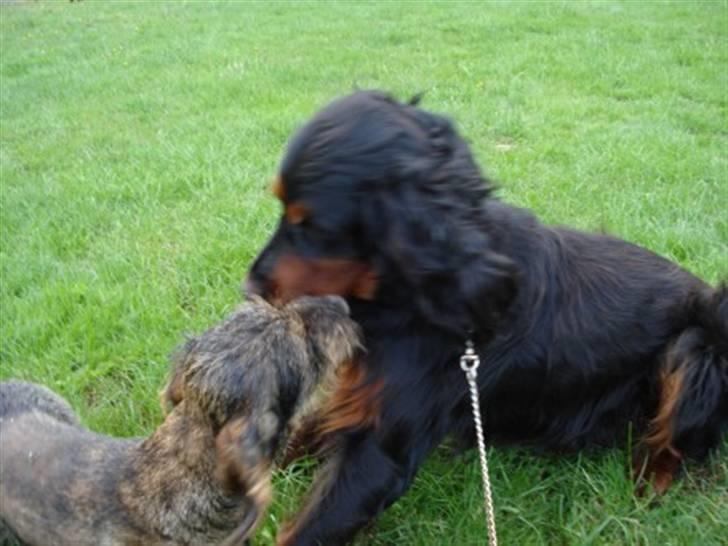 Gordon setter HØJTOFTE'S I Clyde*R.I.P* billede 5