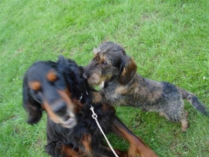 Gordon setter HØJTOFTE'S I Clyde*R.I.P* billede 6