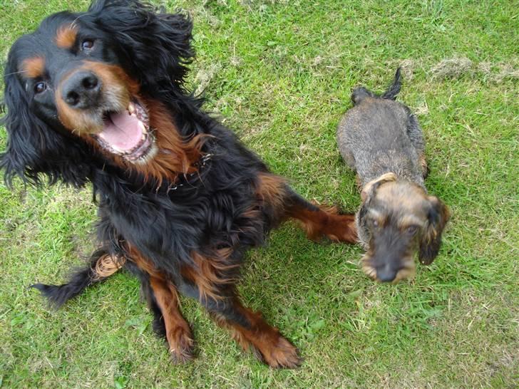 Gordon setter HØJTOFTE'S I Clyde*R.I.P* billede 7
