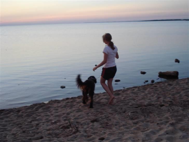 Gordon setter HØJTOFTE'S I Clyde*R.I.P* billede 9