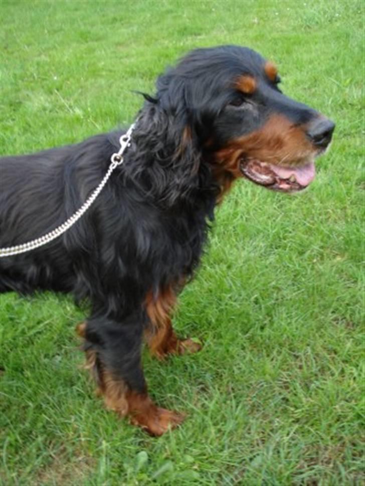Gordon setter HØJTOFTE'S I Clyde*R.I.P* billede 10