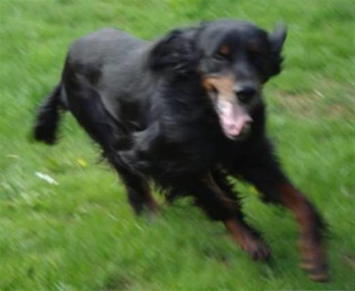 Gordon setter RUKILA'S Clive billede 1