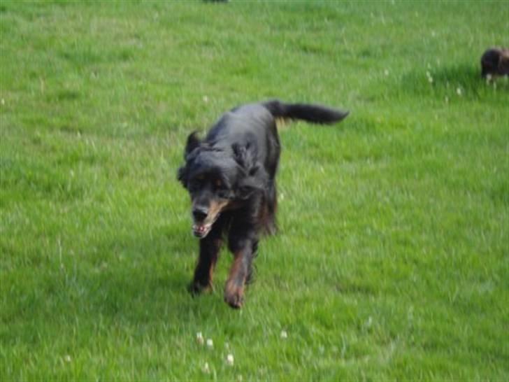 Gordon setter RUKILA'S Clive billede 2