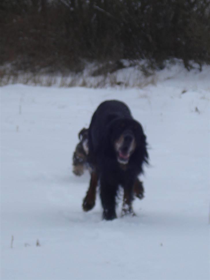 Gordon setter RUKILA'S Clive billede 3