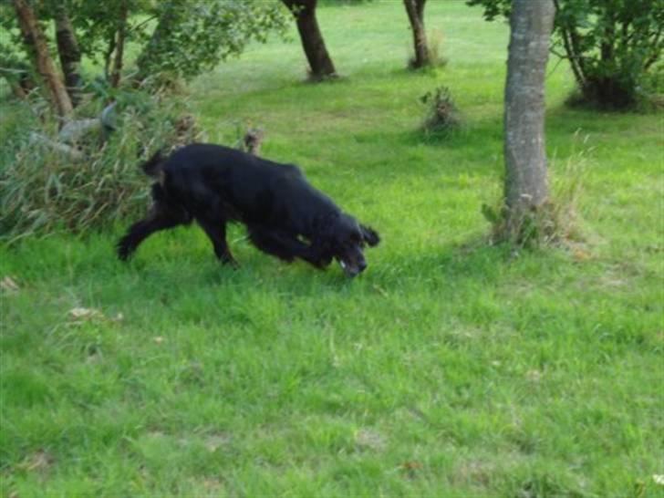 Gordon setter RUKILA'S Clive billede 4