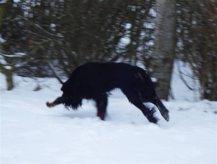 Gordon setter RUKILA'S Clive billede 5