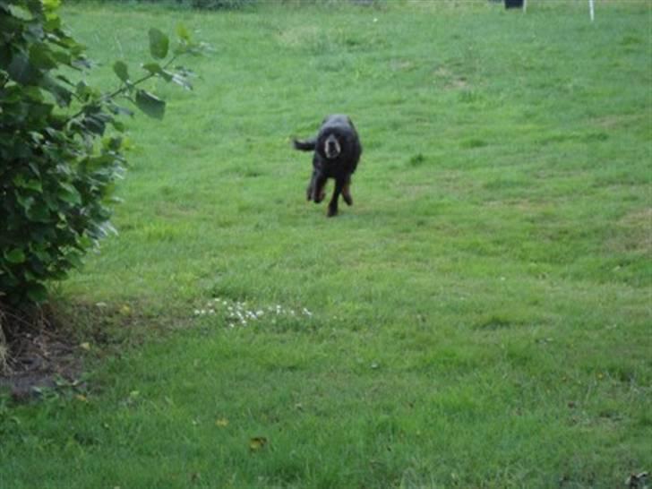 Gordon setter RUKILA'S Clive billede 6