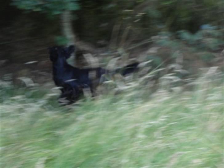 Gordon setter RUKILA'S Clive billede 7