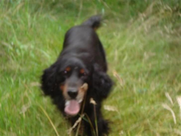 Gordon setter RUKILA'S Clive billede 8