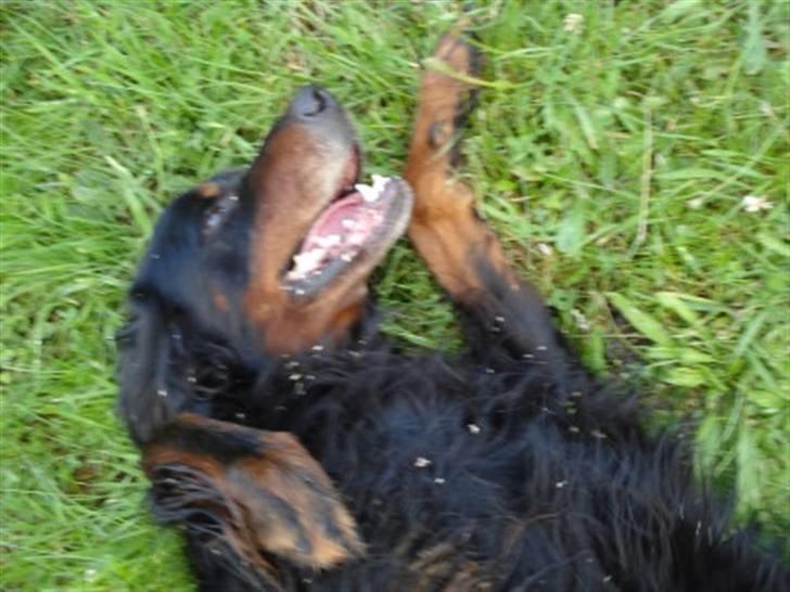Gordon setter RUKILA'S Clive billede 9
