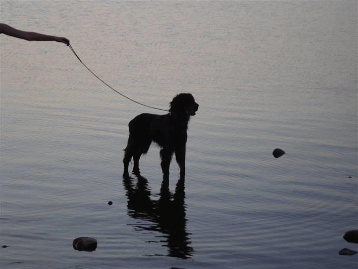Gordon setter RUKILA'S Clive - han´s første gang ved stranden og ude i vandet  billede 10