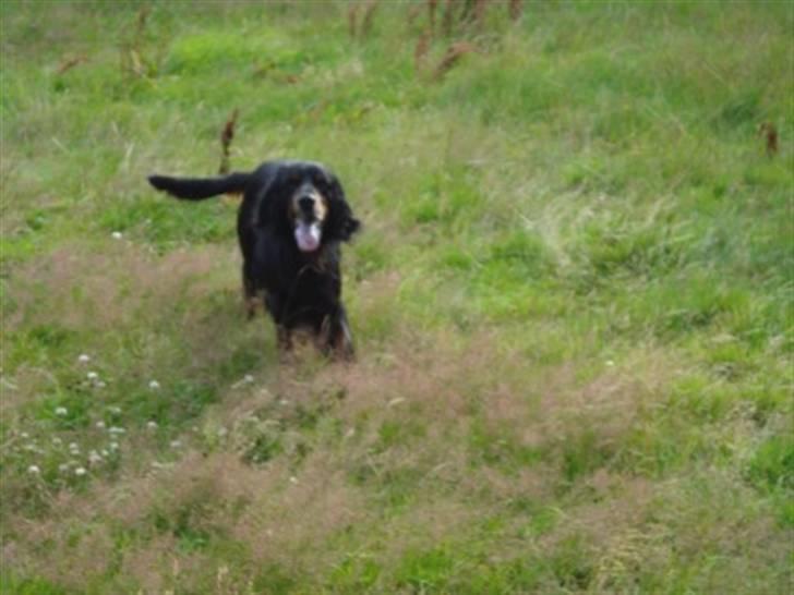 Gordon setter RUKILA'S Clive billede 11