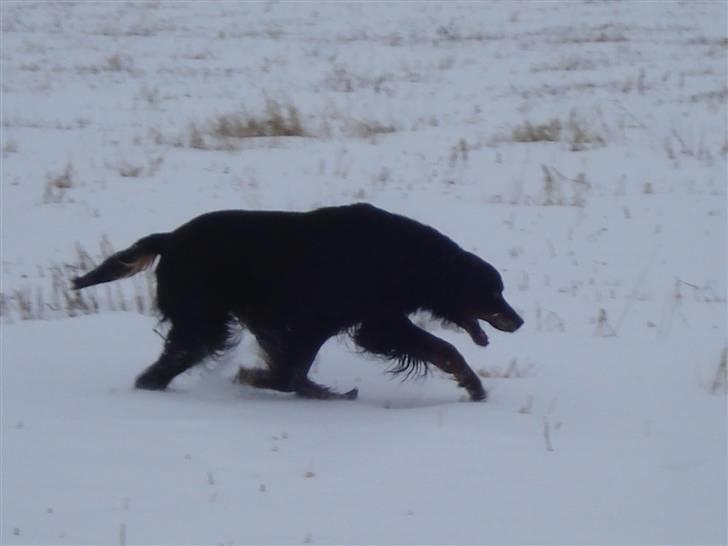 Gordon setter RUKILA'S Clive billede 12
