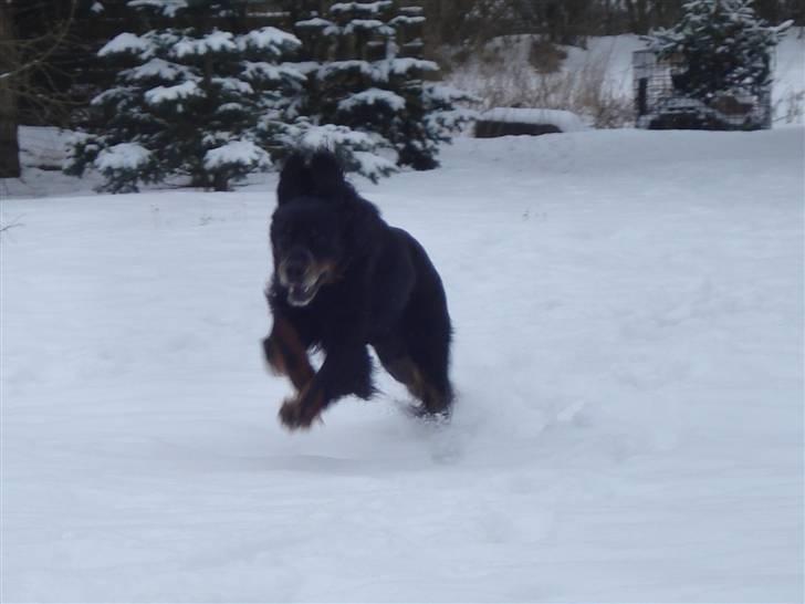 Gordon setter RUKILA'S Clive billede 13