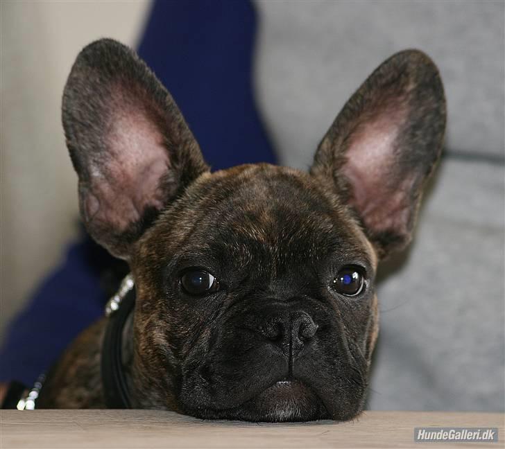 Fransk bulldog Ludvig - Foto: Ina Rudbeck billede 5