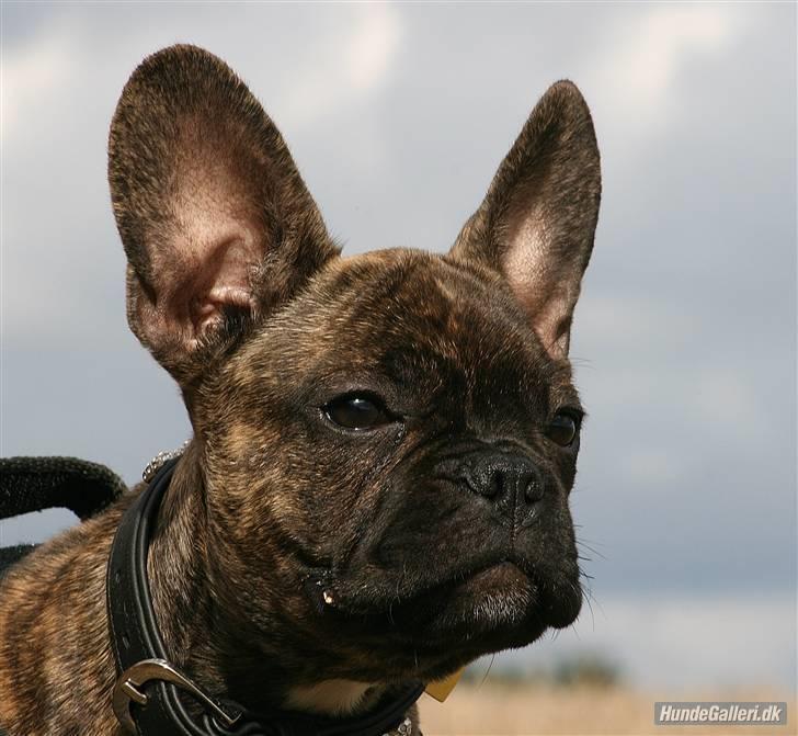 Fransk bulldog Ludvig - Foto: Ina Rudbeck billede 8