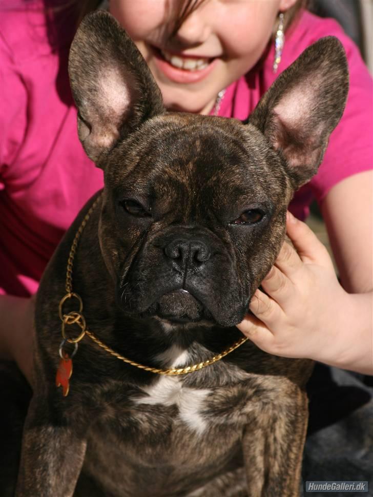 Fransk bulldog Ludvig - Foto: Ina Rudbeck billede 9