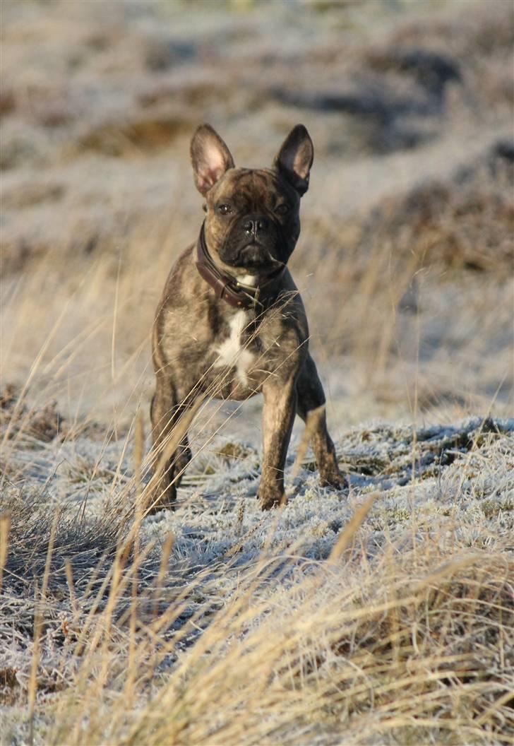 Fransk bulldog Ludvig - Januar 2011 billede 11