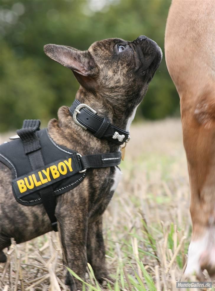 Fransk bulldog Ludvig - Nøj... du er godt nok stor, Iceman!!!! :) Foto: Ina Rudbeck billede 13