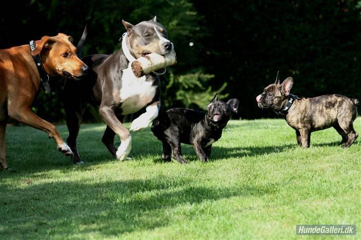 Fransk bulldog Ludvig - mig og ALLE mine "søskende" :) Foto: Kurt Madsen billede 16