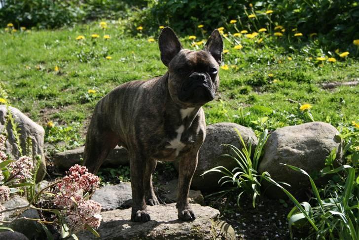 Fransk bulldog Ludvig - Ludvig i haven Maj 2010 billede 17