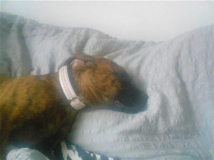 Blanding af racer R.I.P tøsen<3 billede 8