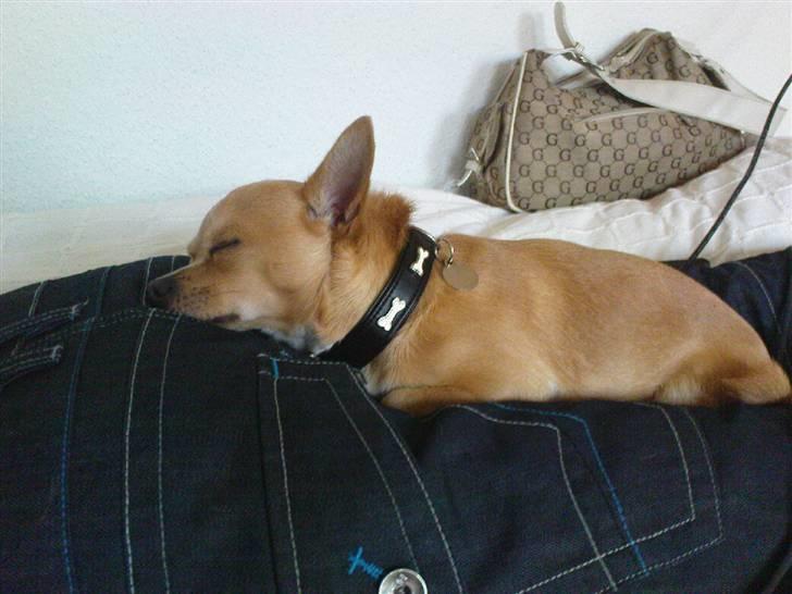 Chihuahua Tonser *HIMMELHUND* - ligger lige og får en lur på fars numse..  billede 14
