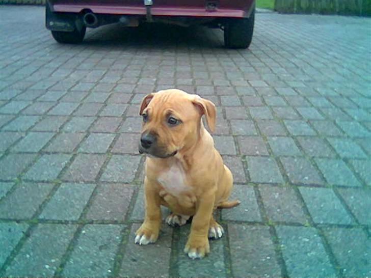 Amerikansk staffordshire terrier Chico - 9 uger gammel, første dag herhjemme :-) billede 11