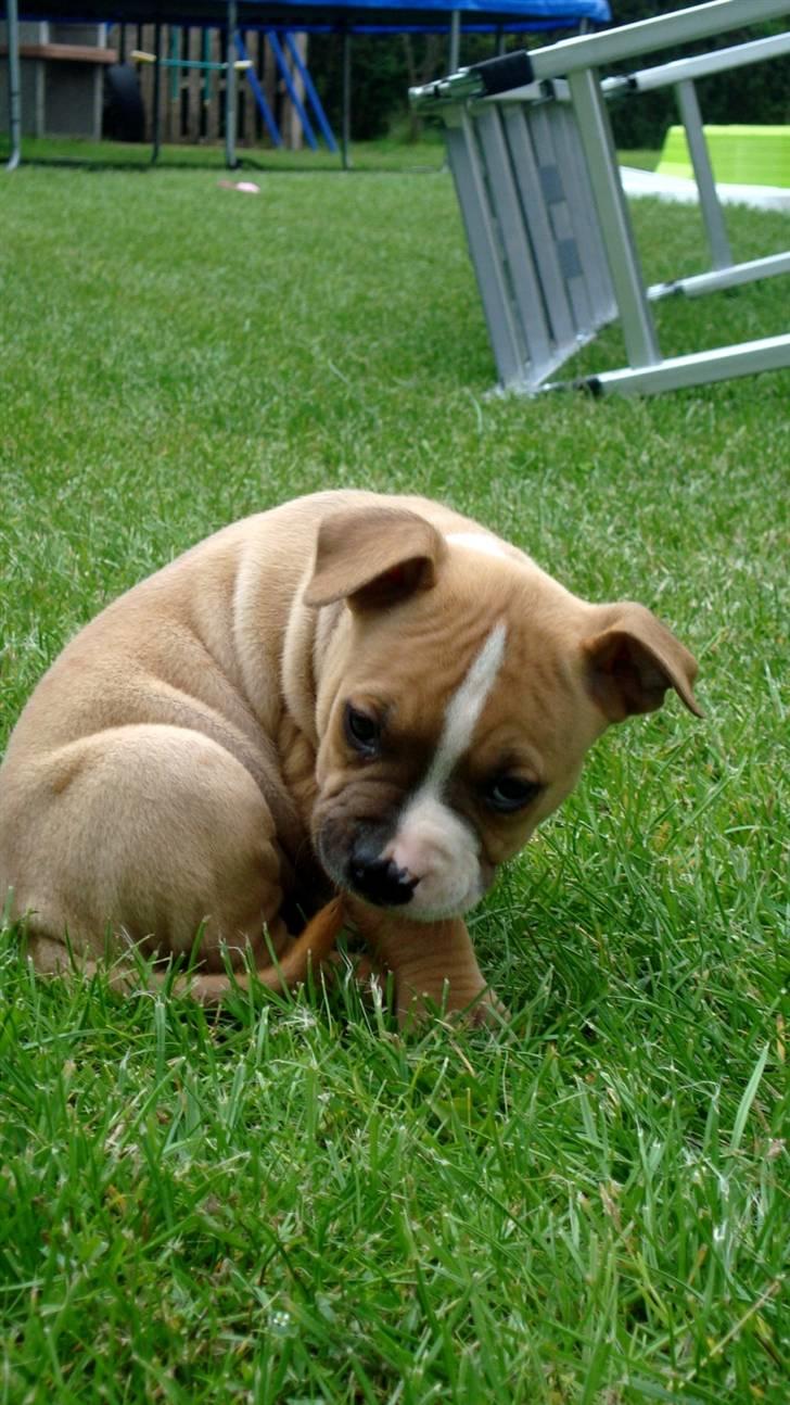 Amerikansk staffordshire terrier Bailey The Little Boss - min hale smager godt:P billede 8