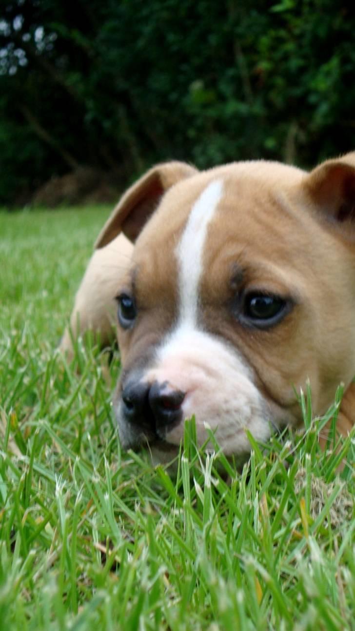Amerikansk staffordshire terrier Bailey The Little Boss billede 9