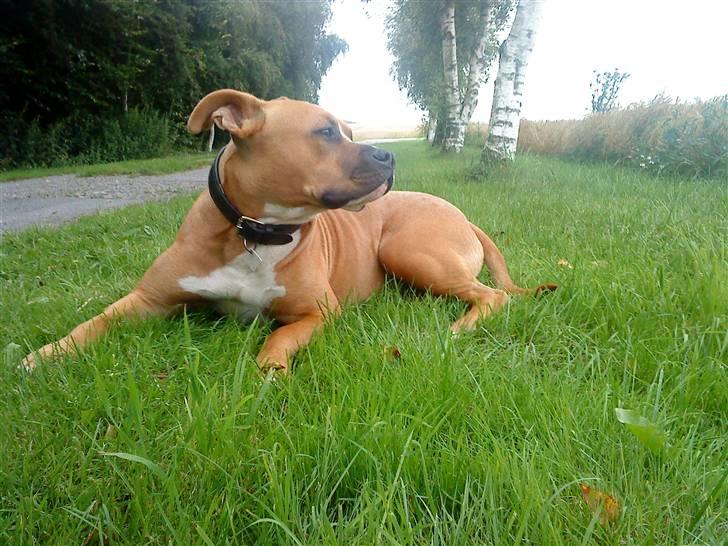 Amerikansk staffordshire terrier Bailey The Little Boss billede 10