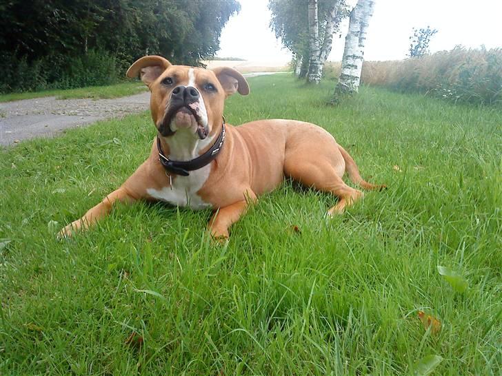 Amerikansk staffordshire terrier Bailey The Little Boss billede 11