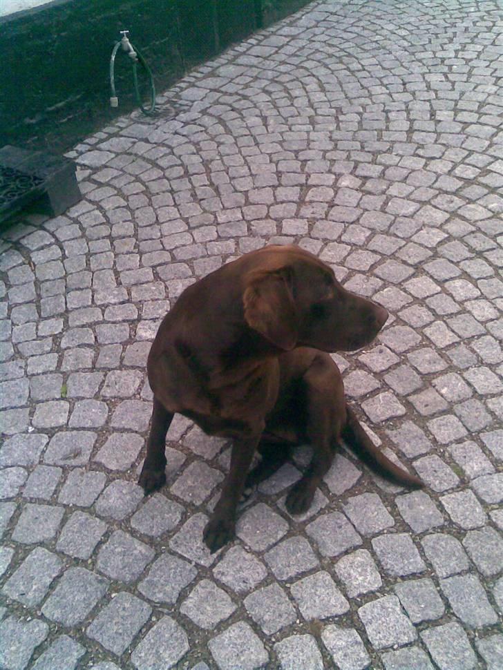 Labrador retriever Luna - Luna kigger væk billede 1