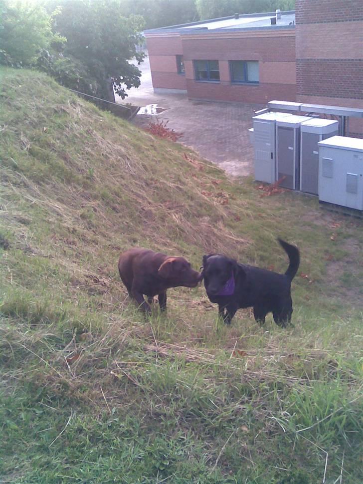 Labrador retriever Luna - Jackie og Luna billede 3
