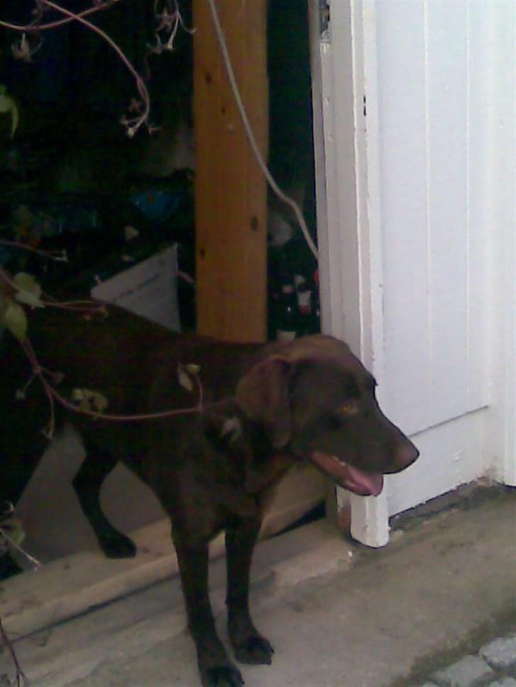 Labrador retriever Luna - du står fint der og kigger billede 4