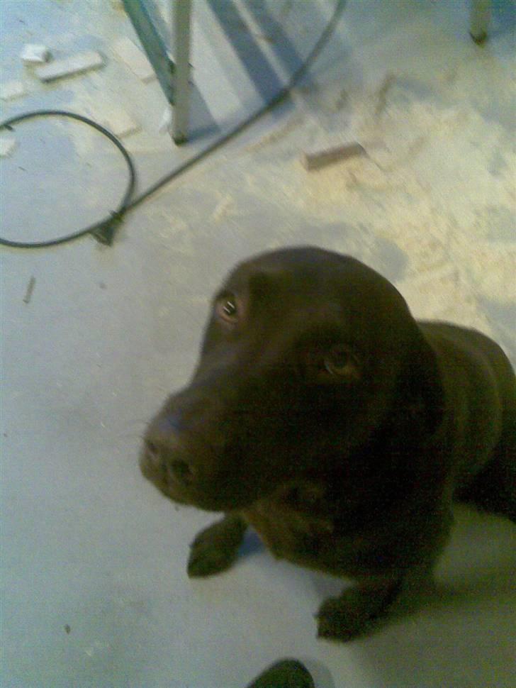 Labrador retriever Luna - du sidder der og kigger på mig billede 5