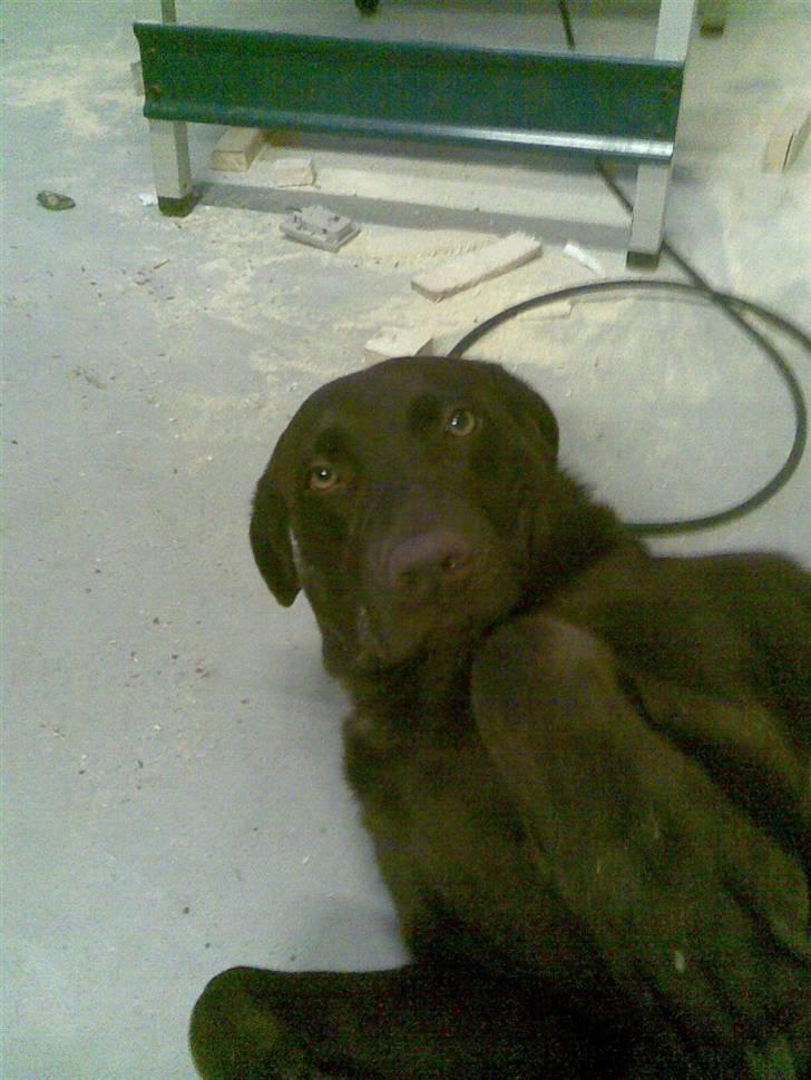Labrador retriever Luna - er du nede og ligge billede 6
