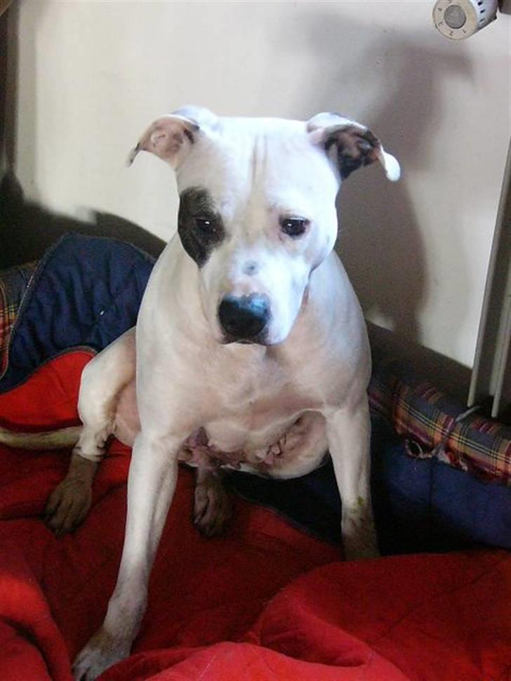 Amerikansk staffordshire terrier KIRI - Billedet er fra 07 billede 1