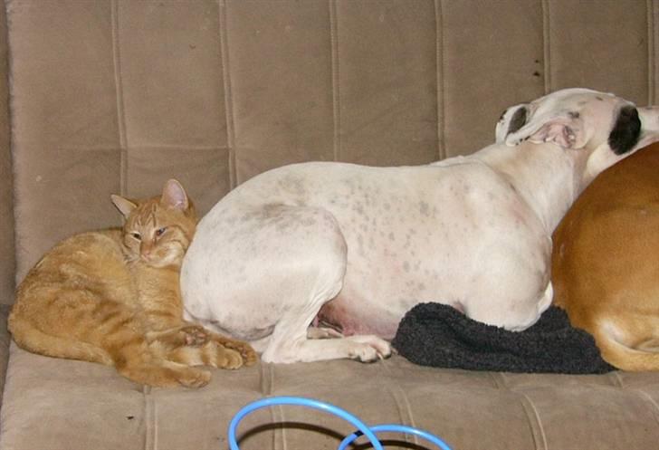 Amerikansk staffordshire terrier KIRI - jeg ville IKKE ligge der hvis hun prutter billede 2