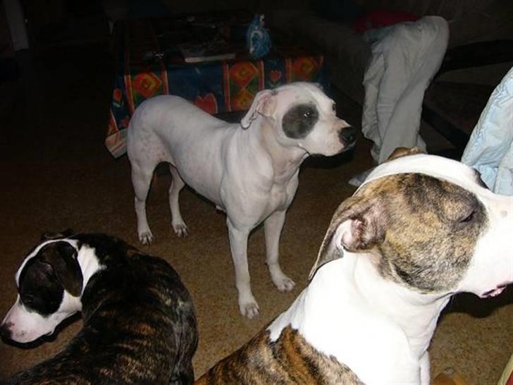 Amerikansk staffordshire terrier KIRI - Jeg tror ikk at de tigger .. billede 3