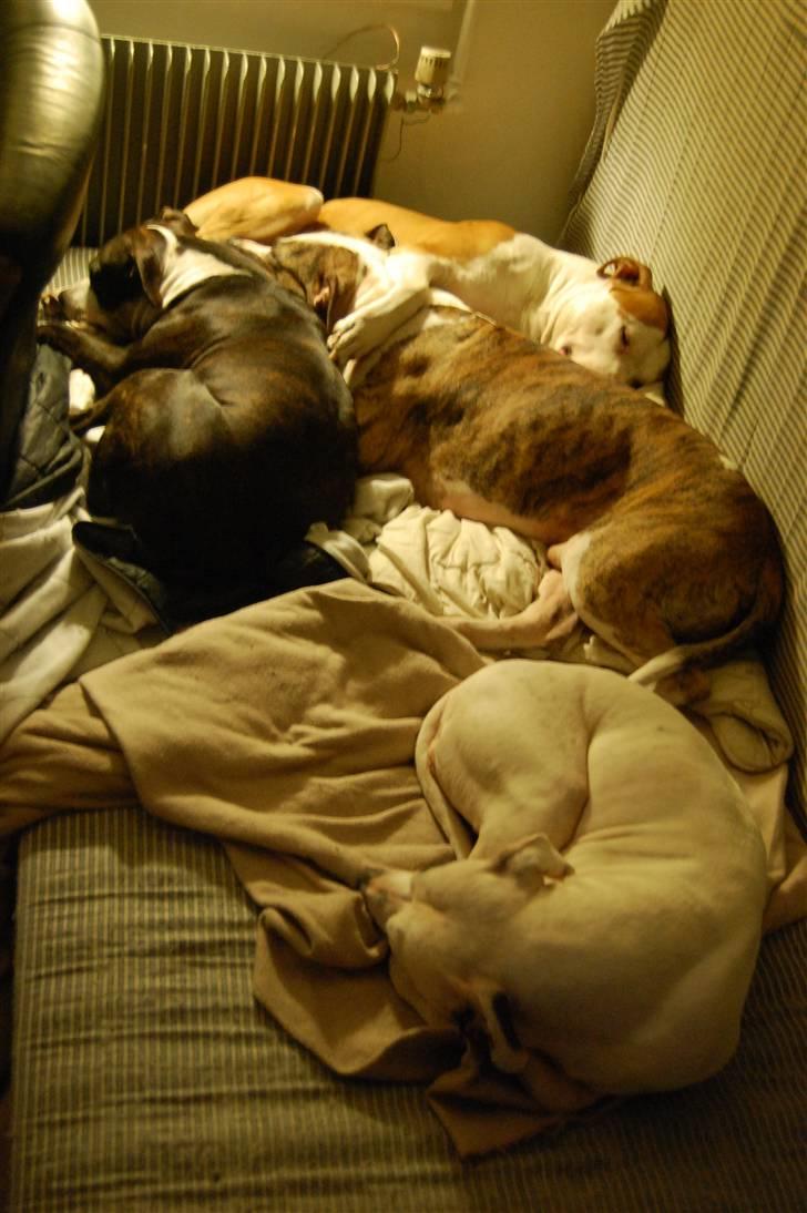 Amerikansk staffordshire terrier KIRI - så slapper vi af .. billede 4