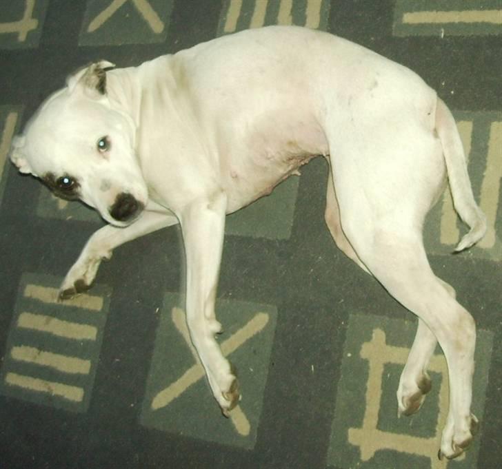 Amerikansk staffordshire terrier KIRI - Du mener da ikke at jeg skal ud når det er koldt og regner.... no way billede 5