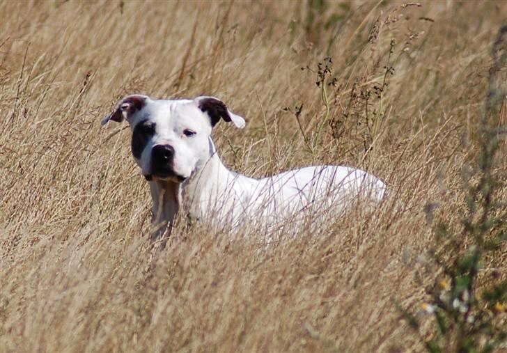 Amerikansk staffordshire terrier KIRI - skal det græs ikke snart slås ? billede 6