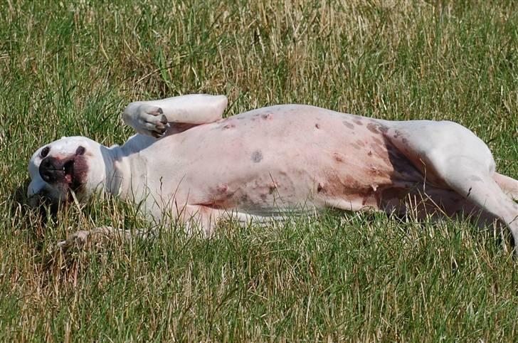 Amerikansk staffordshire terrier KIRI - sådan ser jeg ud på undersiden .... billede 7