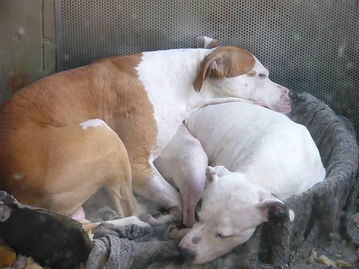 Amerikansk staffordshire terrier KIRI - Her ligger jeg med min søn Thor ... han har også en profil..tror jeg nok billede 9