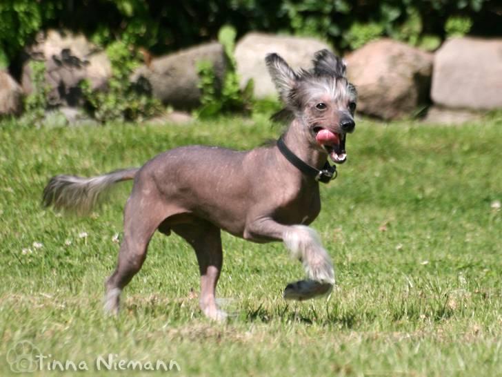 Chinese crested hårløs Mexi Shico-Liv - Her kommer jeg... billede 7