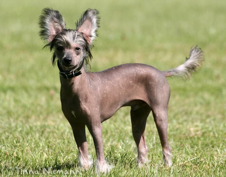 Chinese crested hårløs Mexi Shico-Liv billede 8
